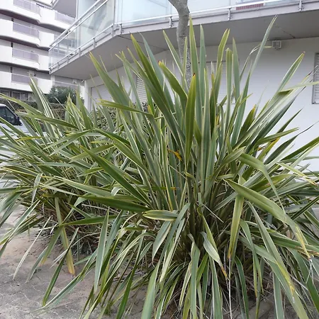 Pereire Bord De * Arcachon