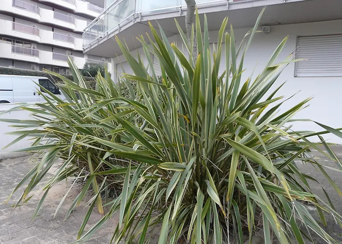 Pereire Bord De * Arcachon